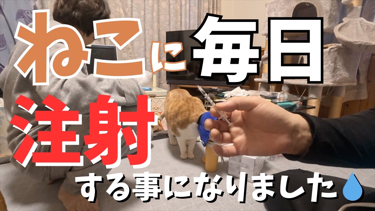 【異変】ネコの様子がおかしかったので動物病院に連れて行きました