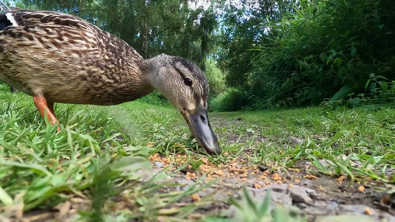 Quack 