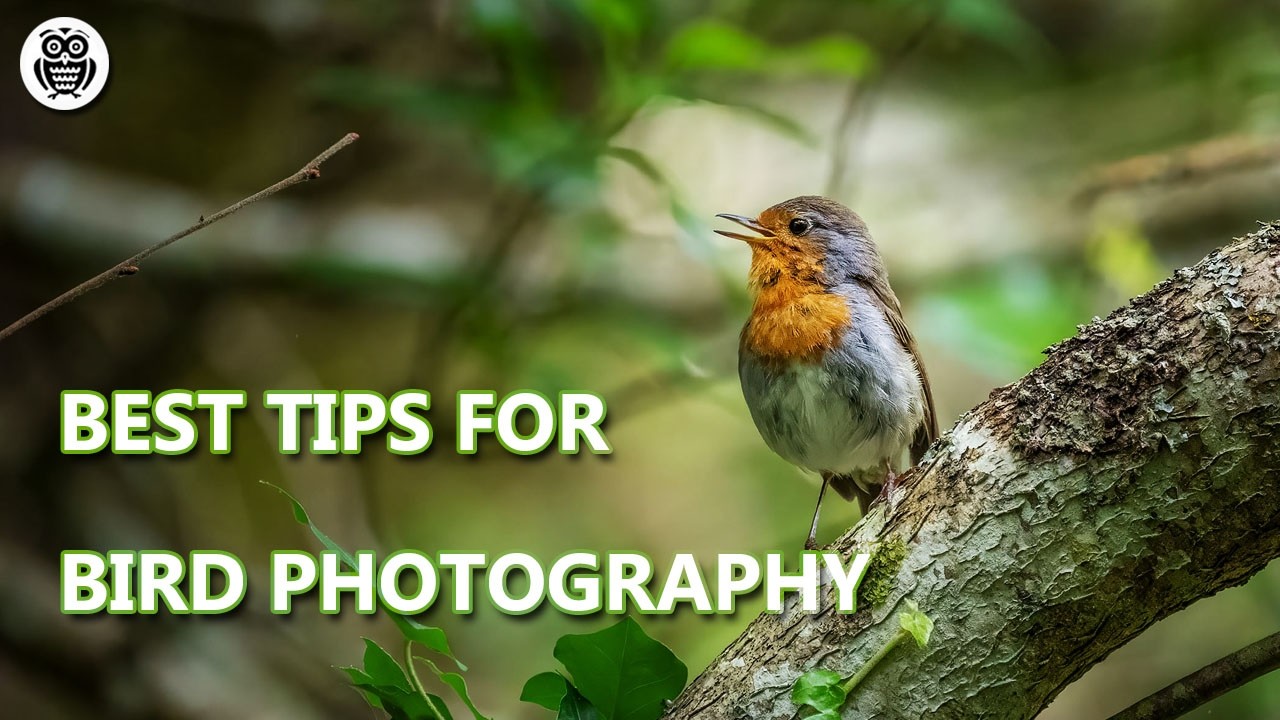 Photographing Robins | Wildlife Photography Beauty