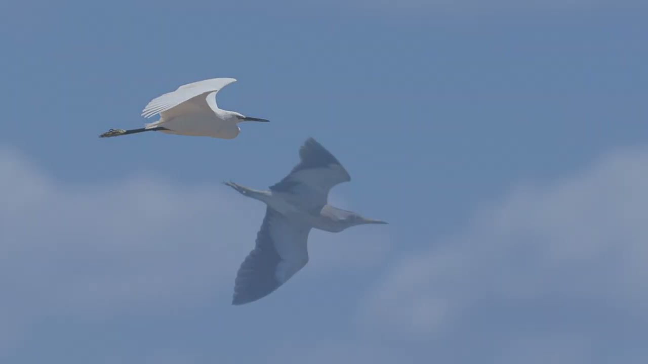 OM-1 System - Birding Turkey Side may 2022