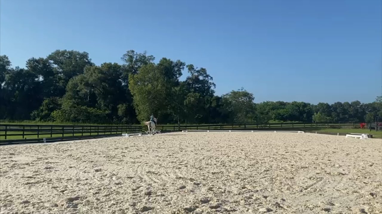 Maestoso Belladiva I1 Freestyle