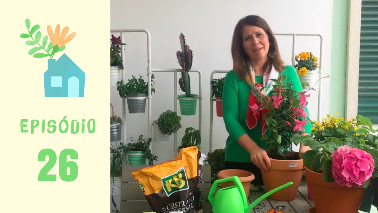 Jardinar em Casa #26: Dipladénia, Como Plantar e Cuidar
