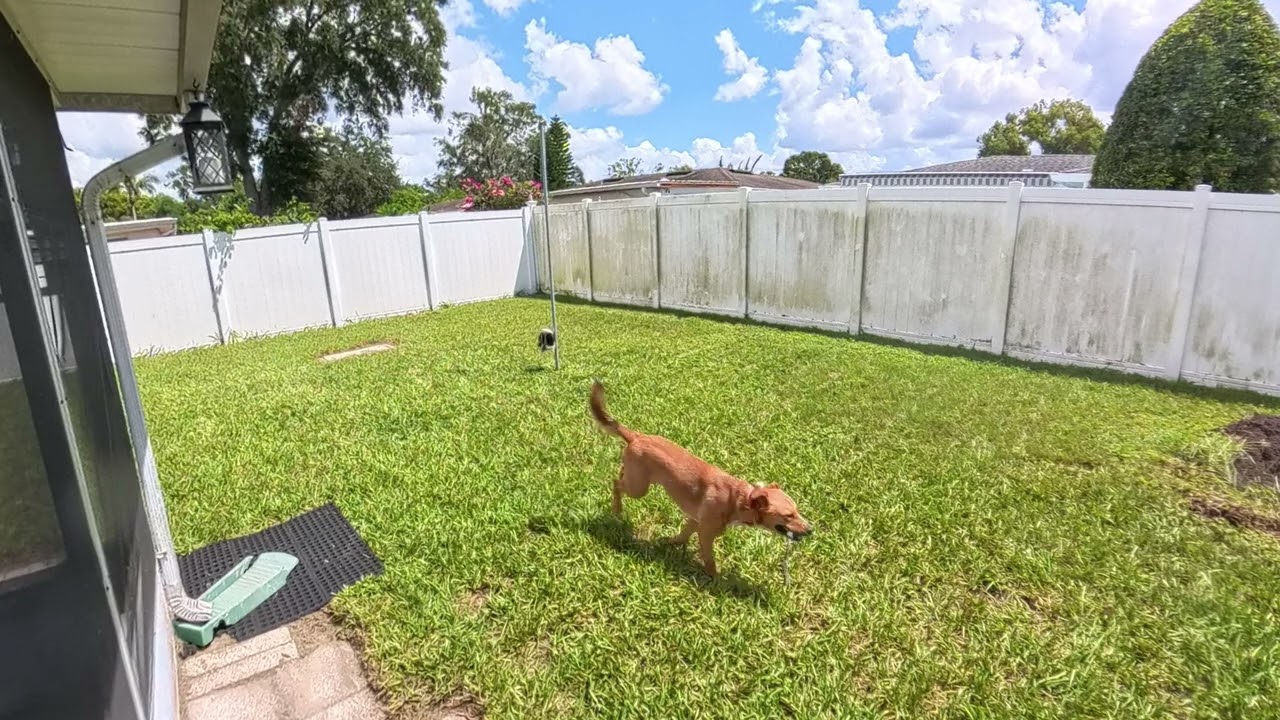 Spongebob Fetch