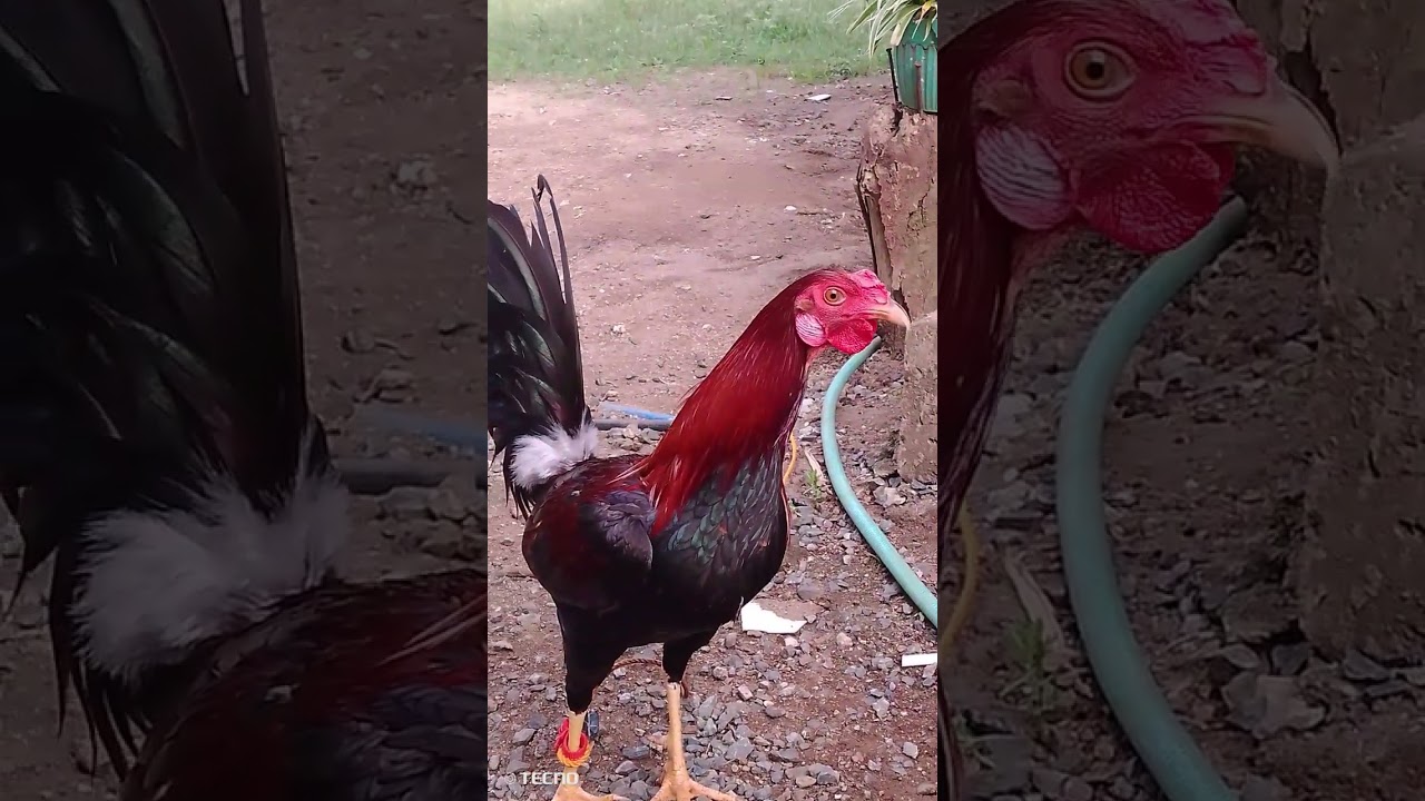 Backyard Farm ni Papa Kim🐓
