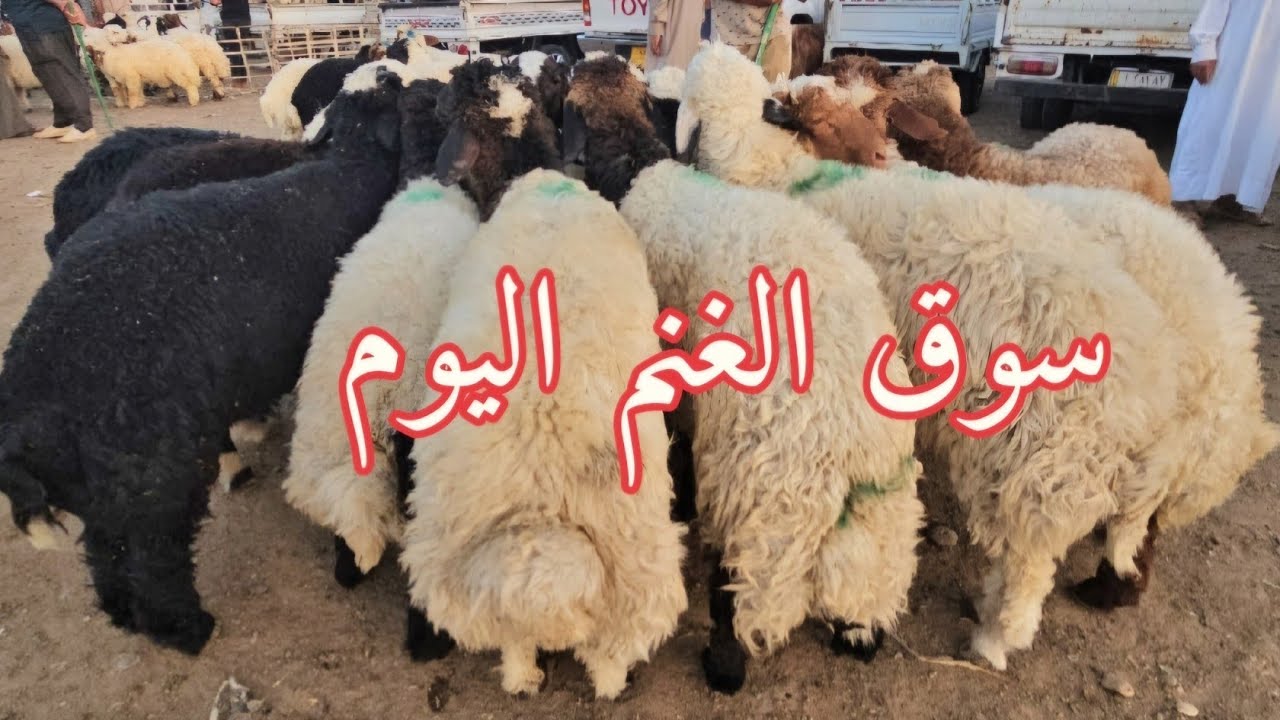 #سوق_المواشي في العراق سوق محافظة ديالى وسط العراق