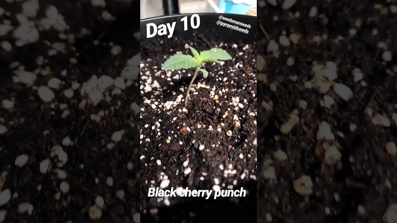 Black cherry punch day 10