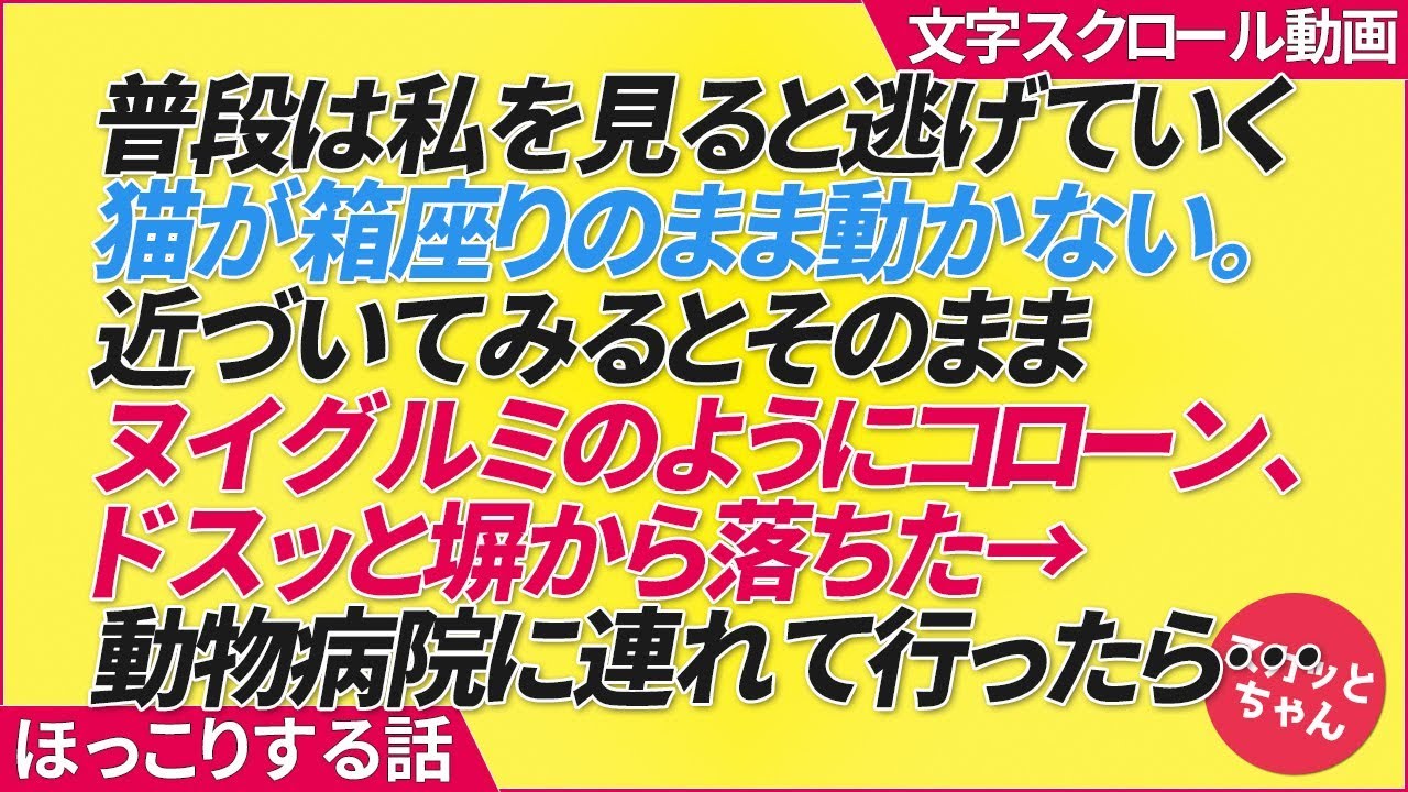 普段は私を見ると逃げていく猫が箱座りのまま動かない。近づいてみるとそのままヌイグルミのようにコローン、ドスッと塀から落ちた→動物病院に連れて行ったら…