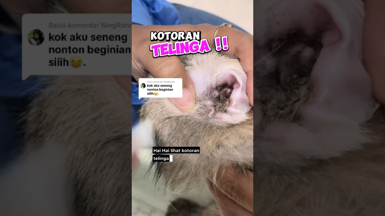 KOTORAN TELINGA GELI 🔥 #earmiteskucing #telinga #groomingcat
