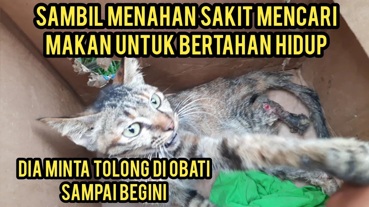 Astagfirullah Kucing Jalanan Minta Tolong Di Obati Karena Kakinya Sakit Sampai harus Di amputasi..!