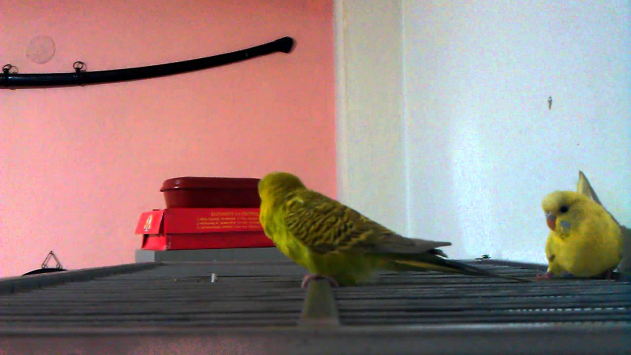 My Budgies Mating Parakeets-Tigrici Parenje Papagaji.