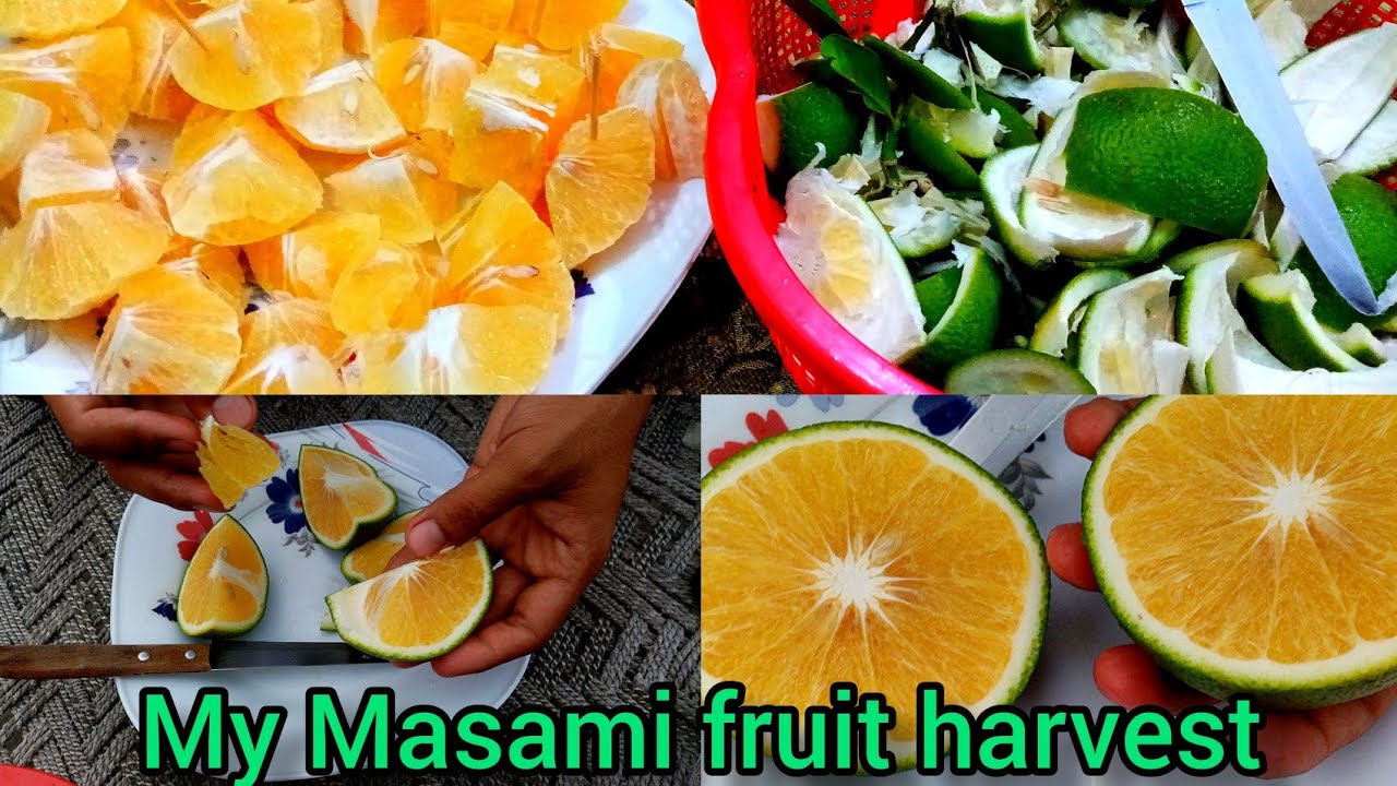 Harvesting fruit from garden | Masami fruit harvest | Best and easy fruit to grow | Growing fruits