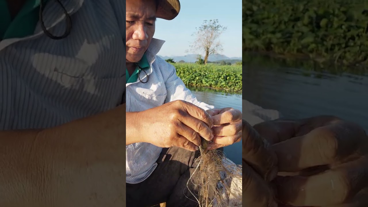 Út ca vlog thu lưới ca that lat 