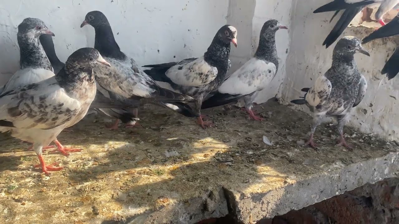 BuL BuL ka Bache 10 pices Available For sale 🕊️🕊️🕊️ Delivery 🚚 all over India Available 