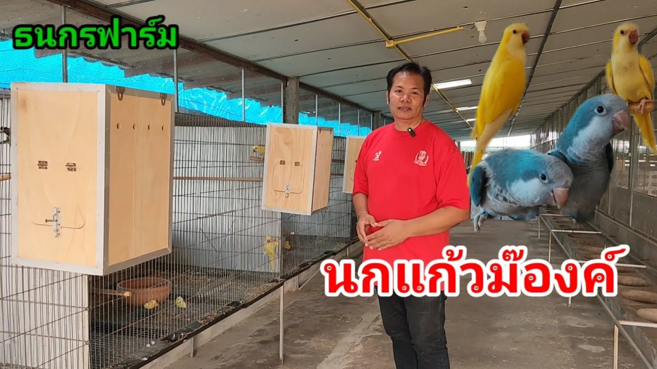 นกแก้วม๊องค์