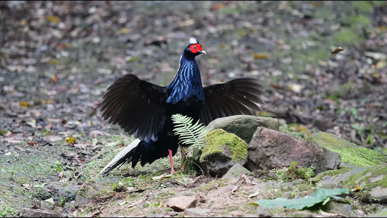 台灣野鳥紀錄之2｜保育類鳥類藍腹鷴的求偶舞