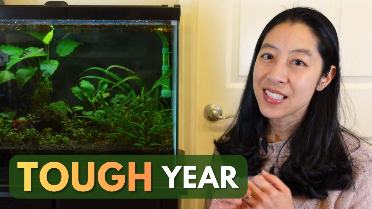 2025 Aquarium Recap: Downsizing Tanks, Job Loss & New Fish!