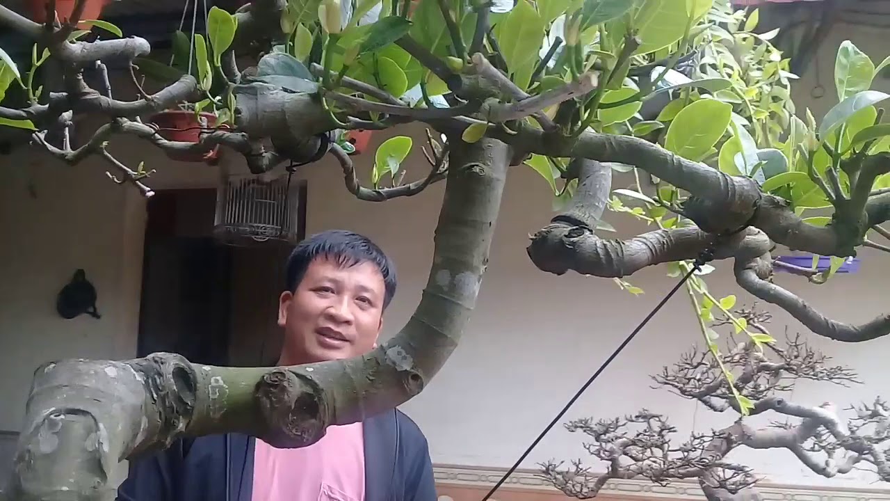 PS tại vườn cây cảnh của anh Thắng với cây mít độc đáo .