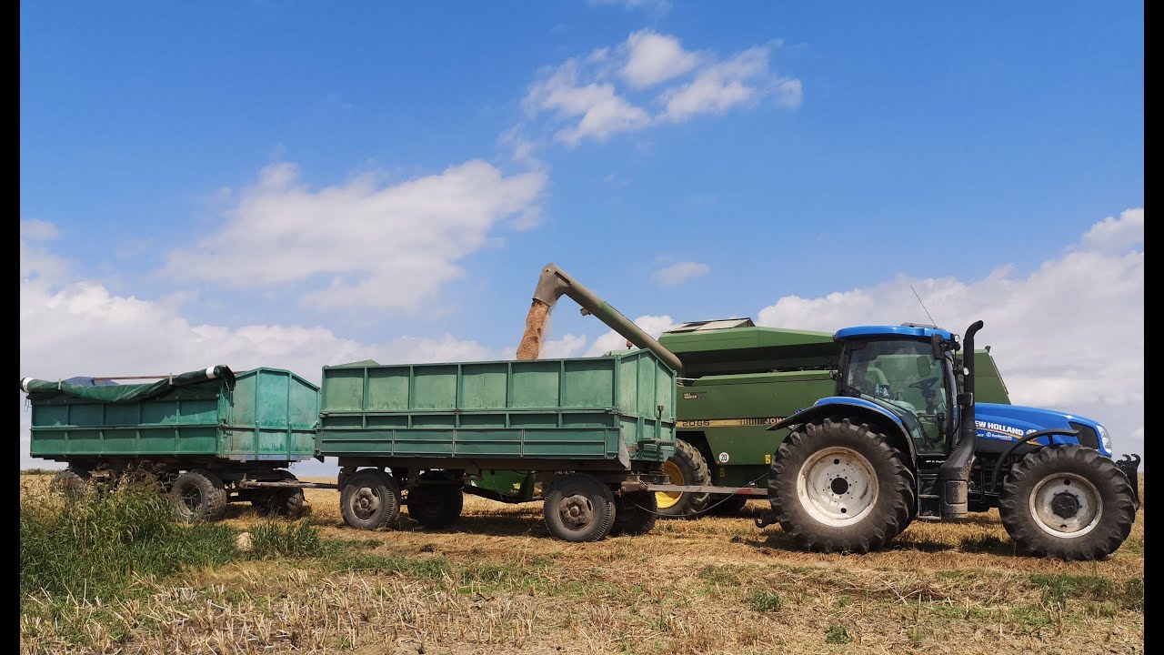 ŻNIWA 2020! Przydałyby się nowe przyczepy.Wyłamany szlaban. Akcja na skupie. Massey 5455 SOUND