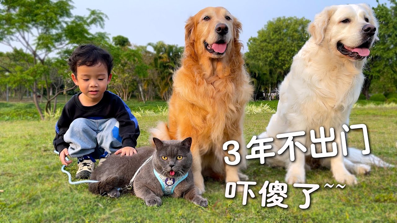 3年不出门的猫，出门后吓傻了！幸好有三位保镖跟着...