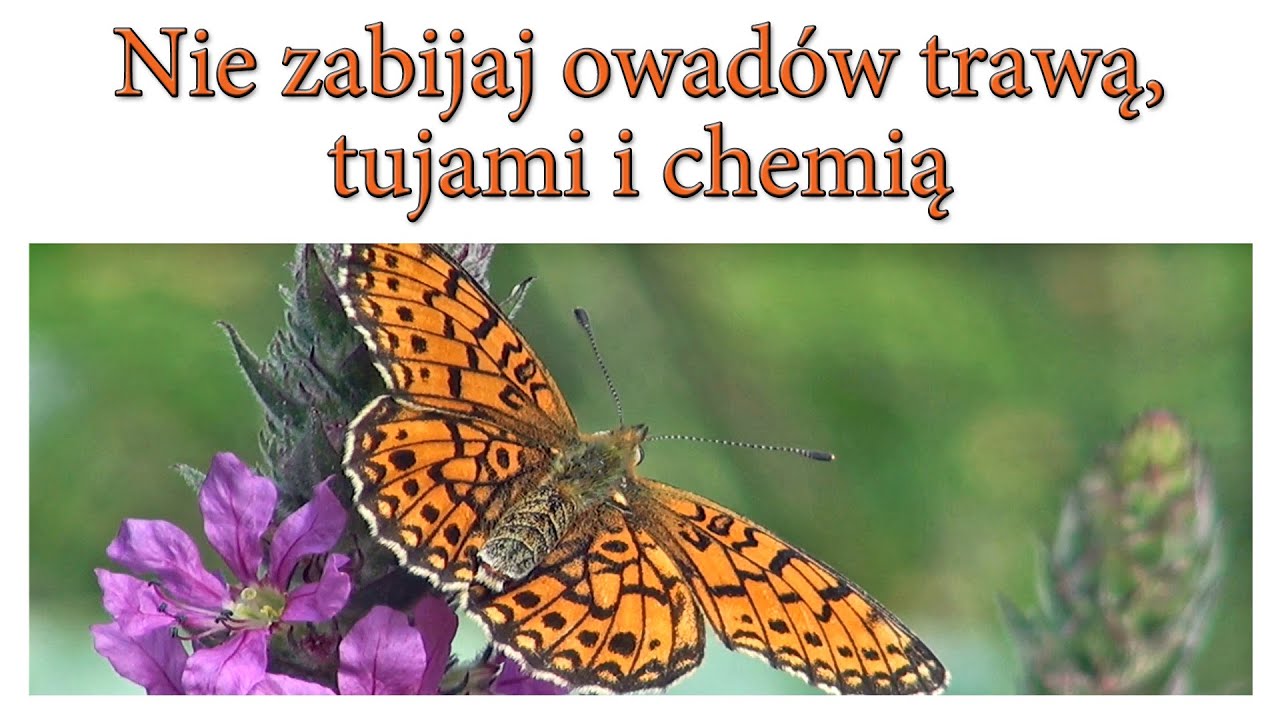 Nie zabijaj owadów trawą, tujami i chemią - Ogrodowe pierdamony 118