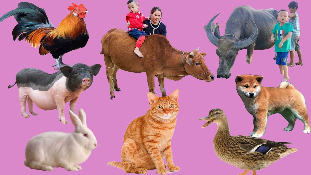 con bò - con chó - con trâu - con mèo - con lợn - các con vật - con gì đây - bé học con vật