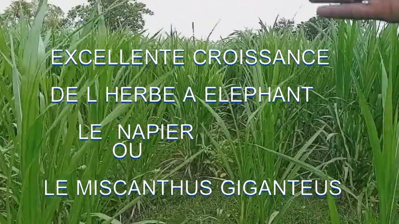 UNE BELLE REUSSITE DE LA CULTURE D'HERBE A ELEPHANT PENDANT LA PERIODE DE FORTE CHALEUR AU MALI.