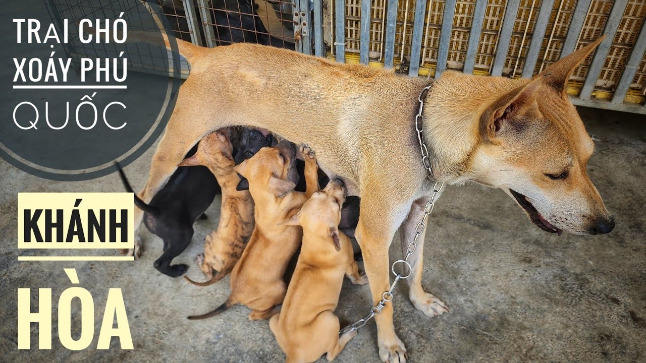Tập 1: Thăm Trại Chó Phú Quốc tại Diên Khánh - Khánh Hóa