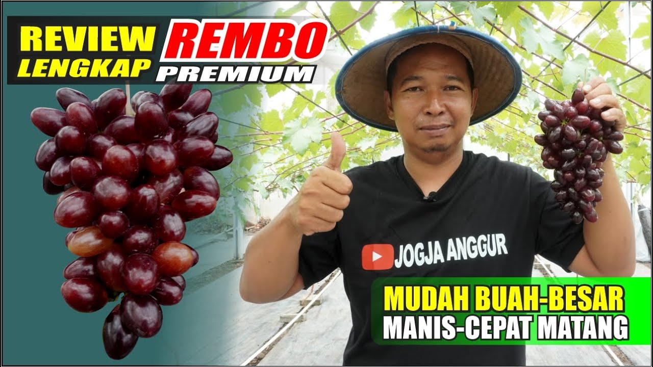 REVIEW LENGKAP VARIAN UNGGULAN REMBO
