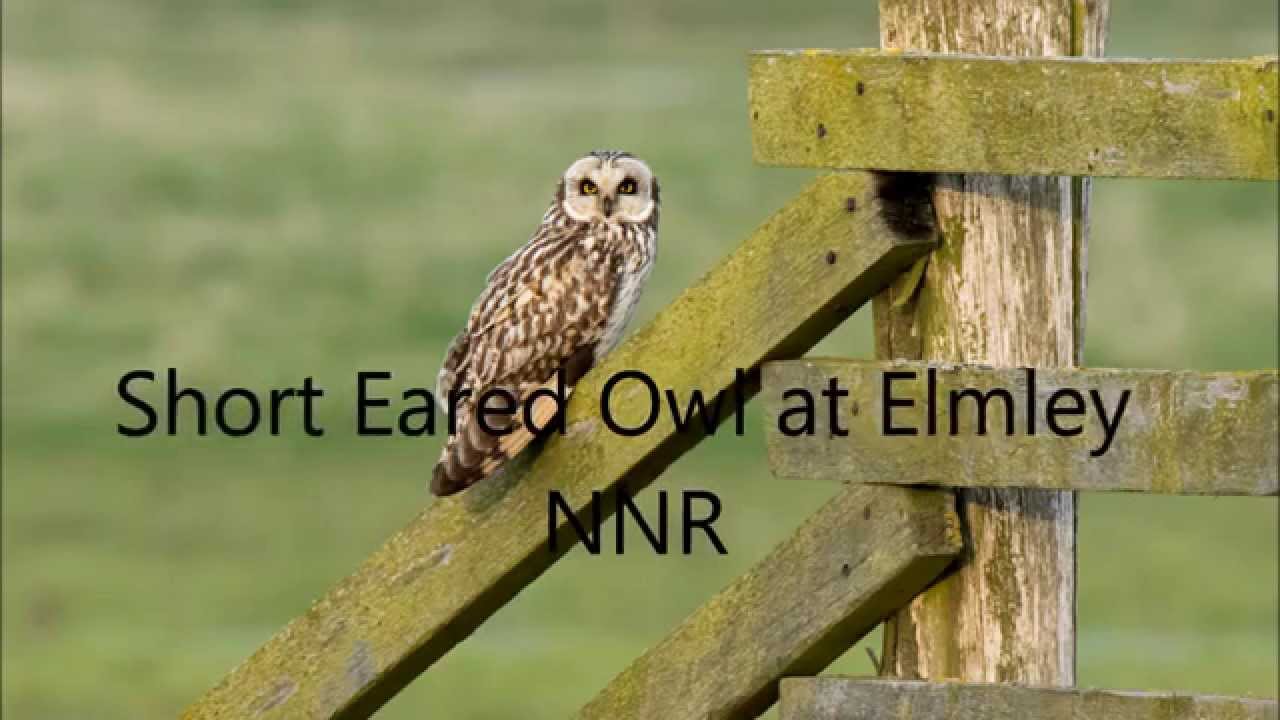Short Eared Owl
