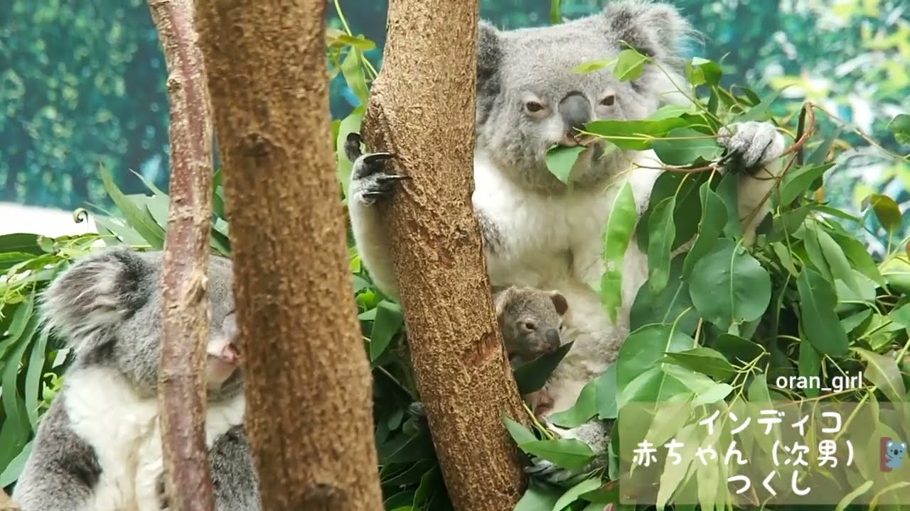 インディコ&赤ちゃん&つくし🐨平川動物公園 コアラ