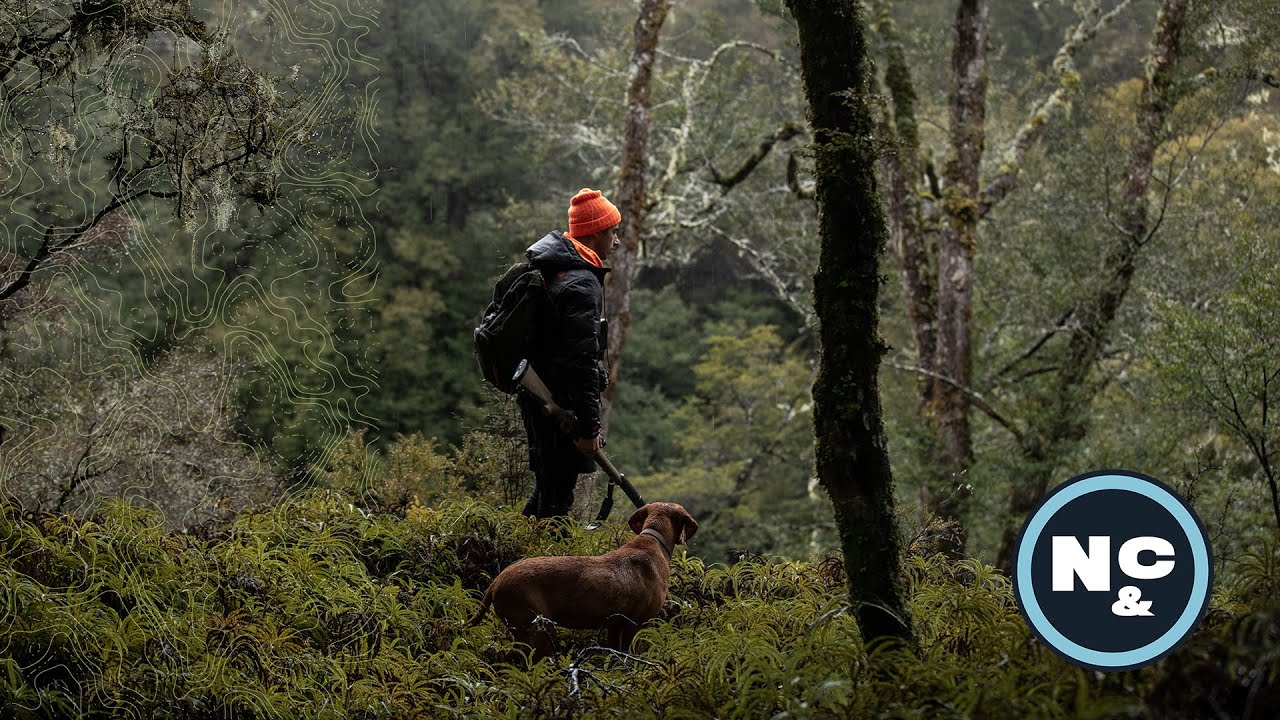 Sika hunt over Mia the indicating dog