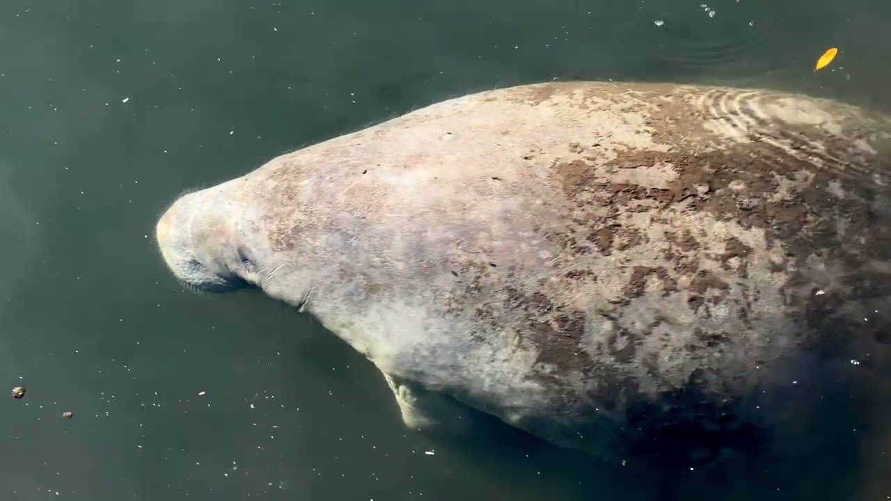 Homosassa Springs Wildlife State Park 2026 | Peak manatees! Ellie Schiller