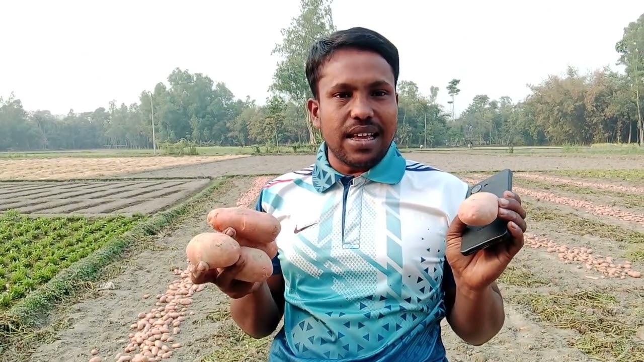 বগুড়ার বিখ্যাত আলু চাষ 🥔 🥔🥔🥔
