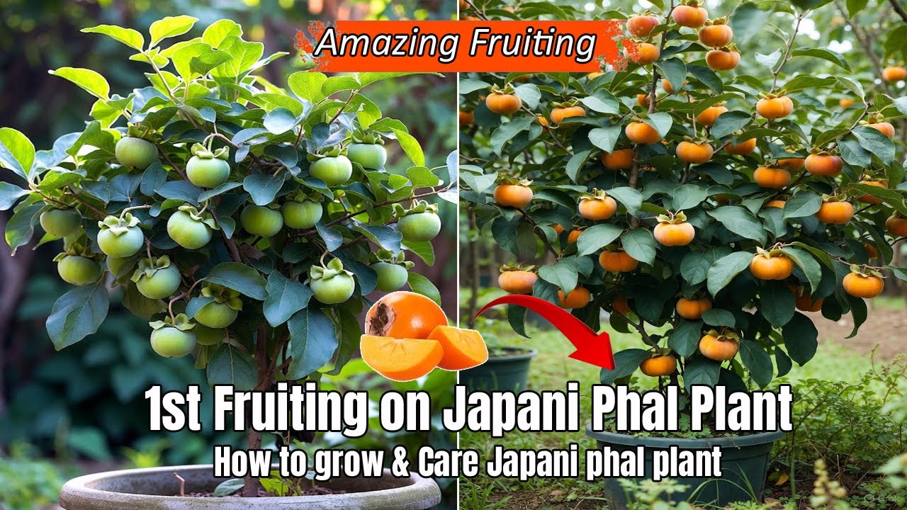 Japanese Persimmon Fruiting Update | Japani Phal Persimmon Plant Growth 2025🍊