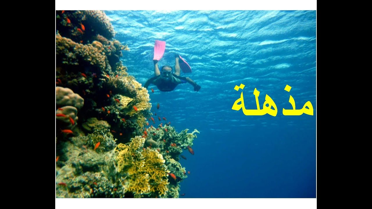 رحلتنا الى محمية راس محمد .....تجربة مثيرة
