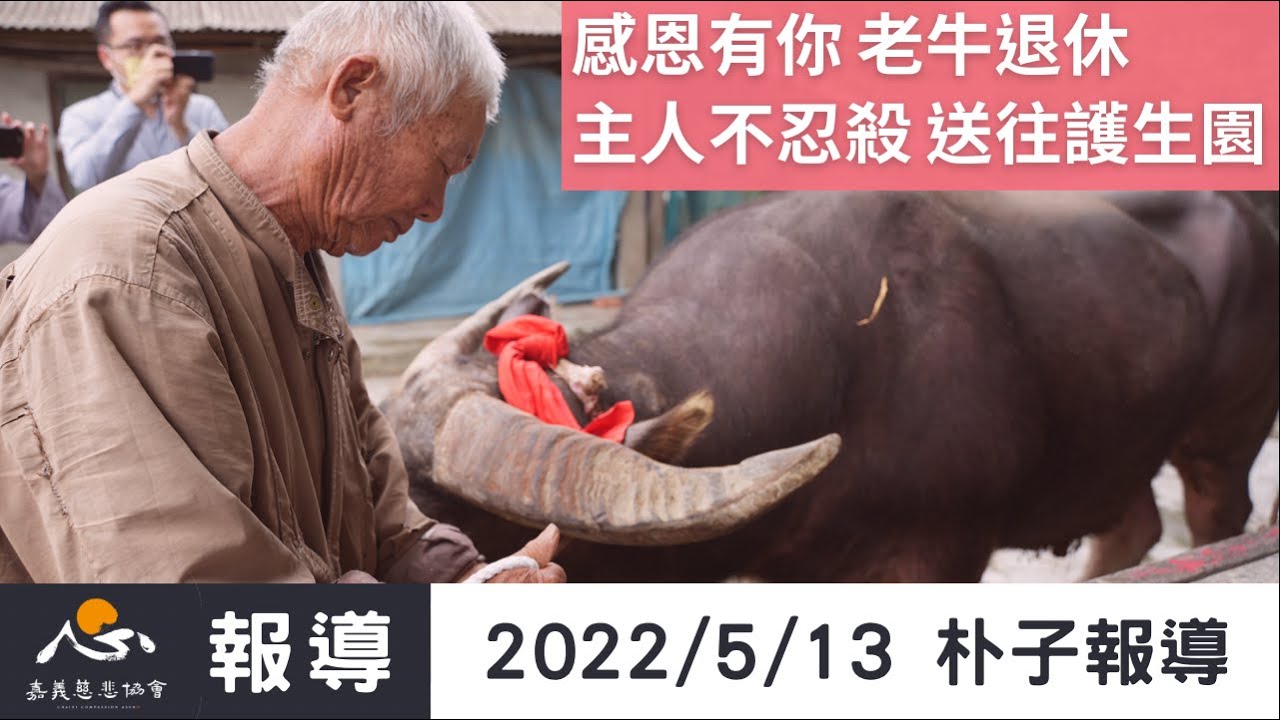 A00209【活動報導】「感恩有你！」老農不忍殺 老牛送往護生園安養