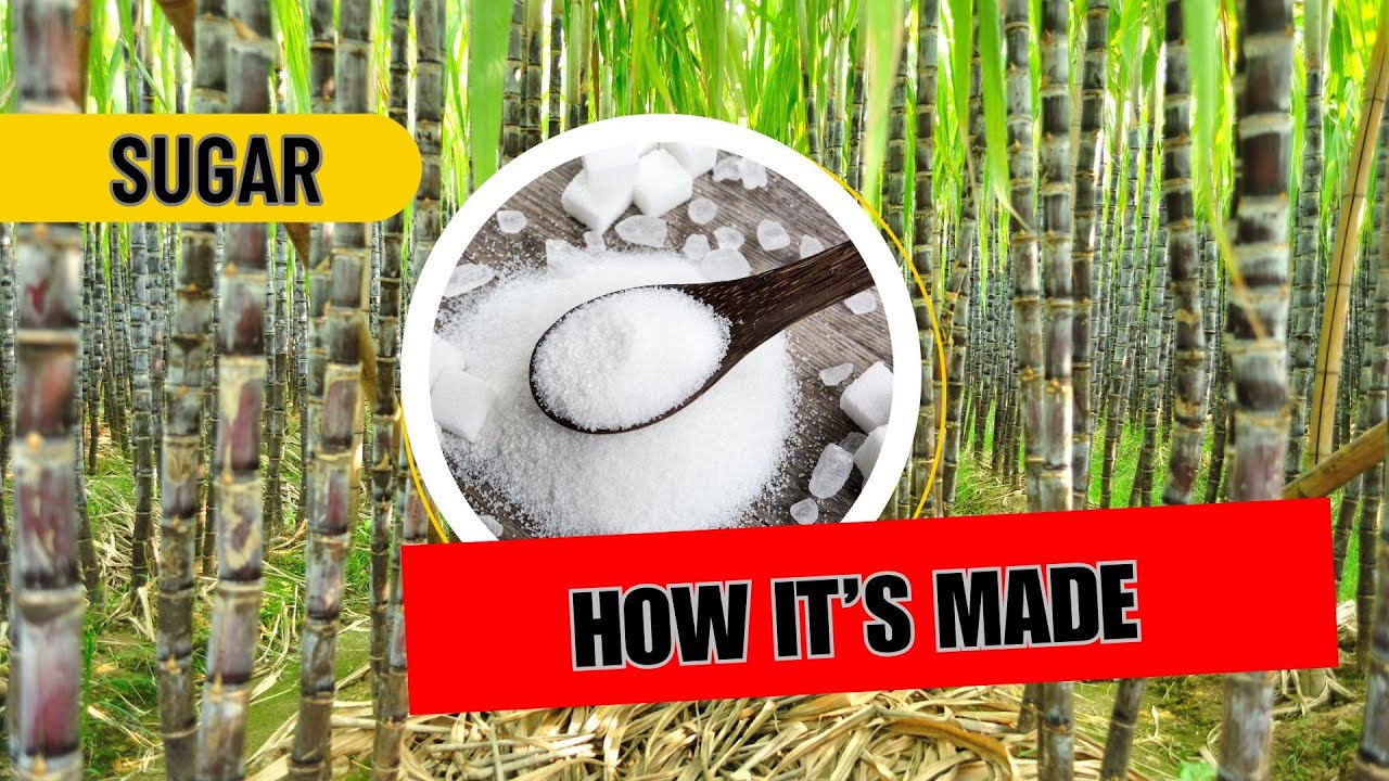Sugar - How it's Made | Visit to Sugar Factory in Maharashtra