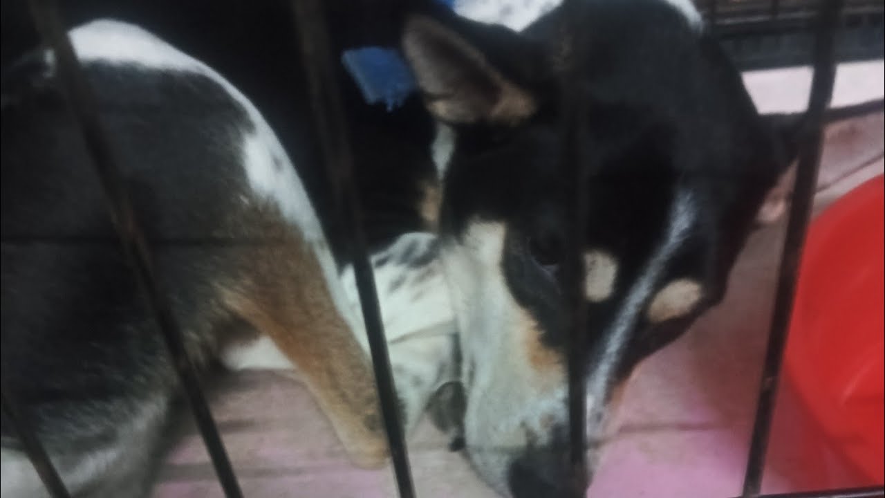I love dogs channel miko live