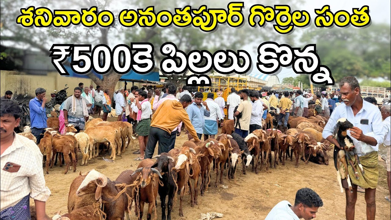 శనివారం అనంతపూర్ గొర్రెల సంత | 500కె పిల్లలు కొన్న | Ananthapur Sheep Market Prices