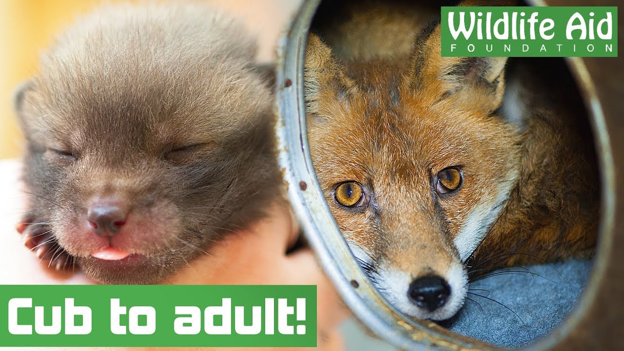 CUTE orphaned BABY FOXES return to the wild!
