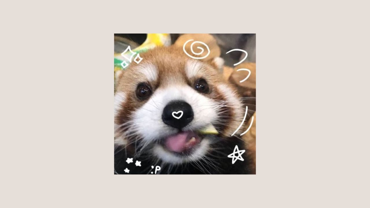 ⋆˚꩜.ᐟ  &sdot;pov: you're a red panda! (silly upbeat playlist)