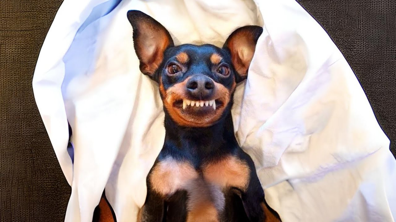 Miniature Pinscher 🌟 King of the Small Dogs!