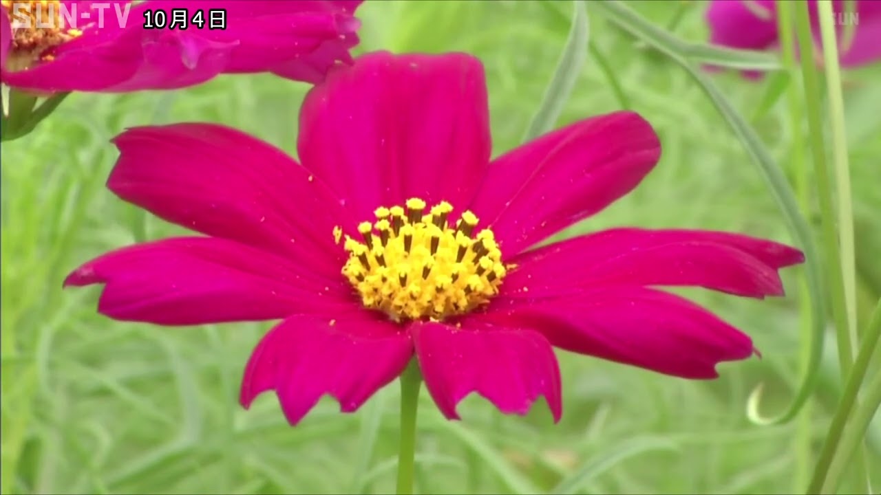 国営明石海峡公園で秋の風物詩 コスモスが開花