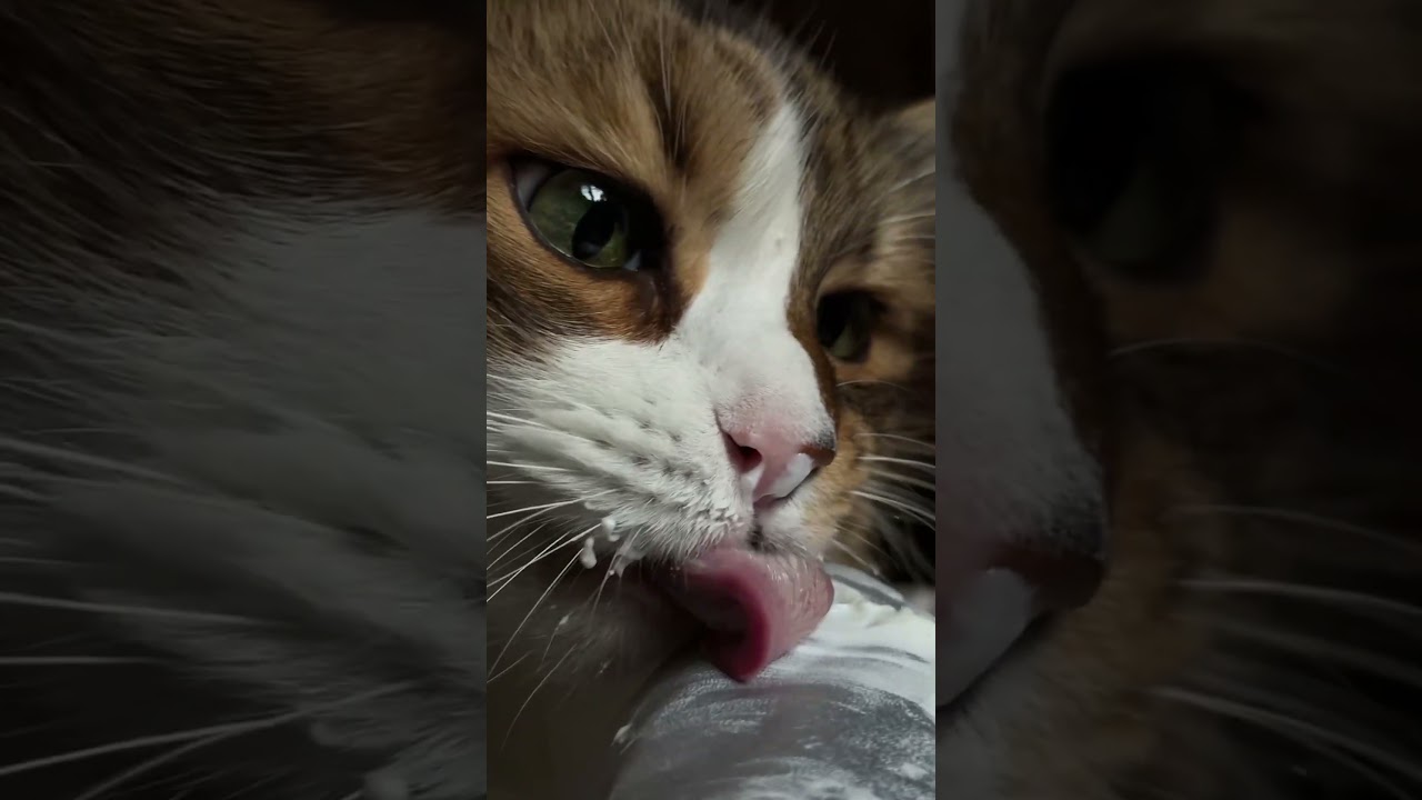 Сметана.🐯 Кот Плюх. #cat #sprinter