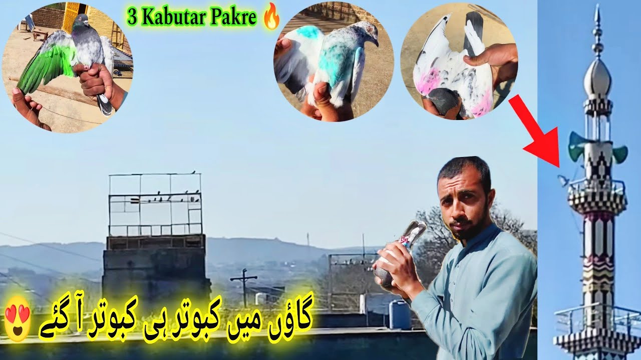 Aj Village Me Kabutar He Kabootar A Gye 😍 موسم صاف ہوا اور کبوتر کی بارش 🔥