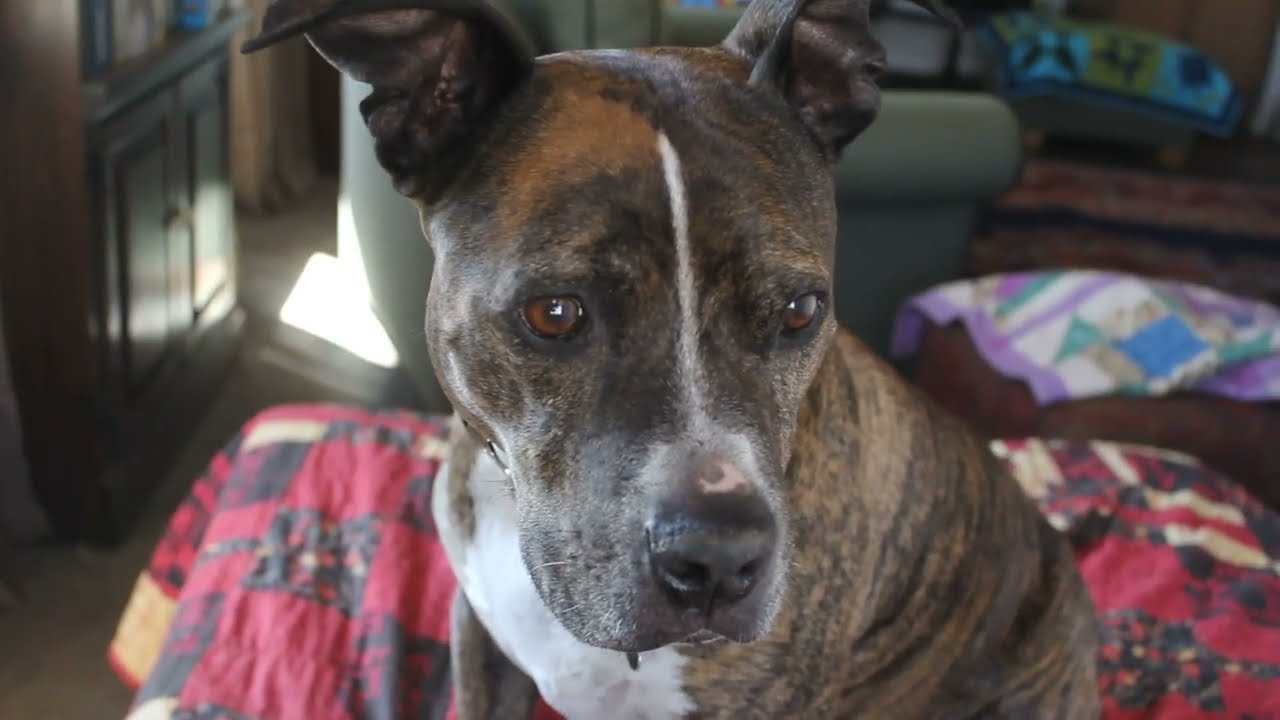 Ashaya Remembrance Video