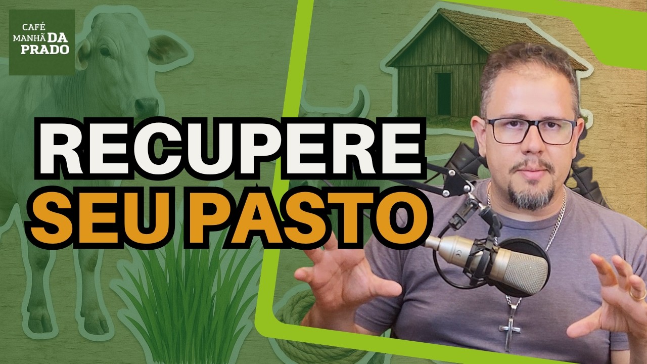 Como RECUPERAR pasto de mombaça INVADICO por DECUMBENS com adubação fosfatada