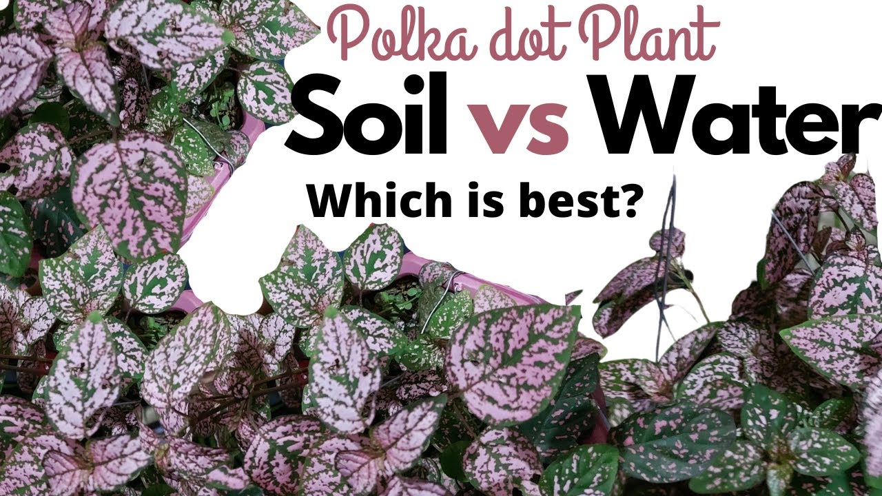 How to Propagate Polka Dot Plant (Hypoestes)/ Water vs Soil Propagation  HD 1080p