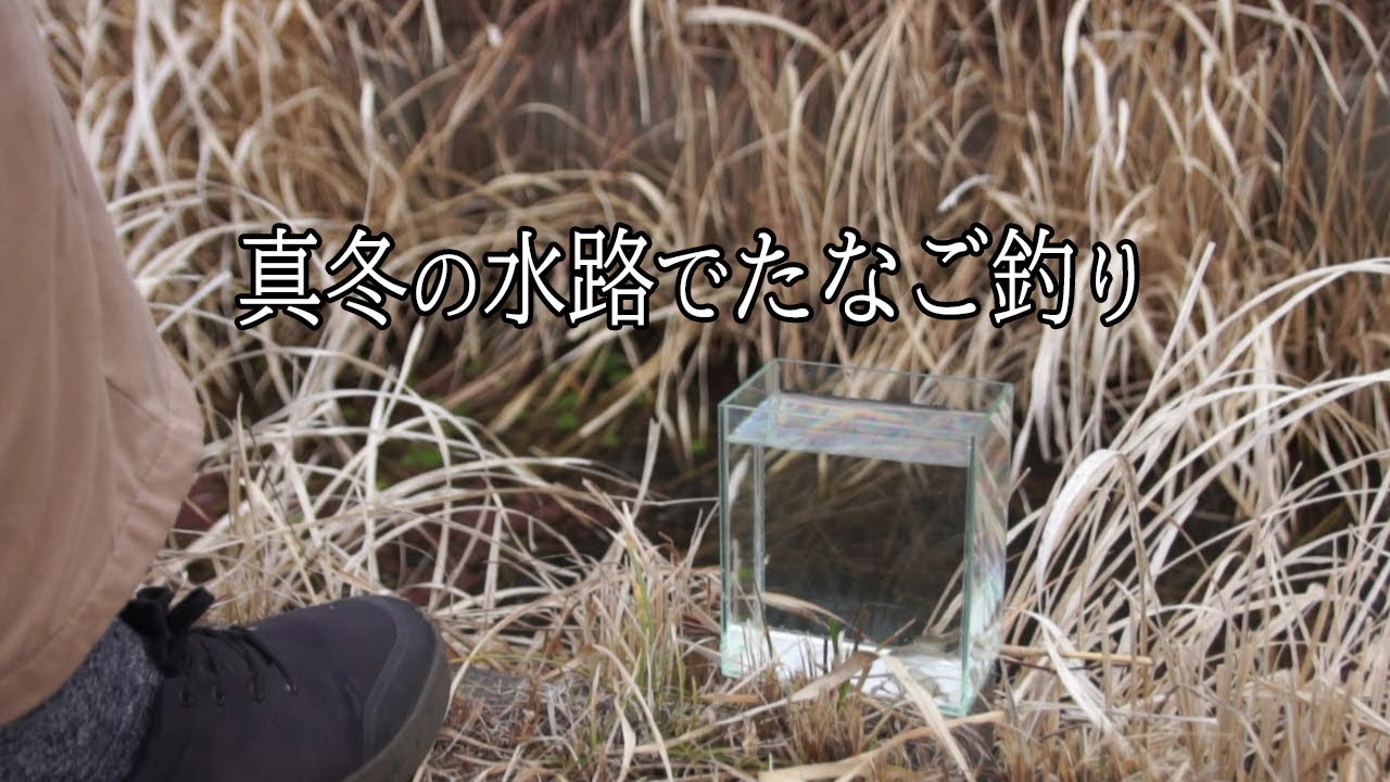 初心者仕掛けで行ったり来たり【タナゴ釣り】霞ヶ浦水系の用水路で小物釣り