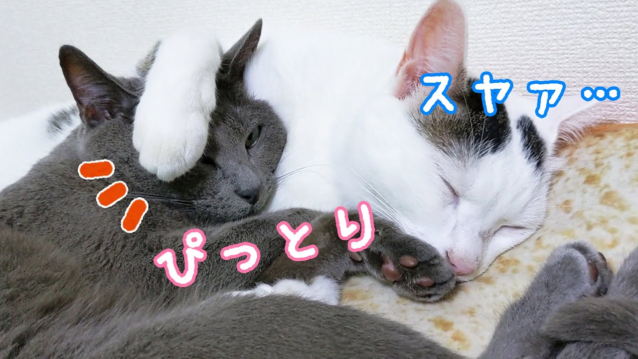 寝相が悪すぎるチロさんに慣れてきたハムちゃん
